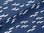 Jersey Öko Tex Flugzeuge dunkel blau